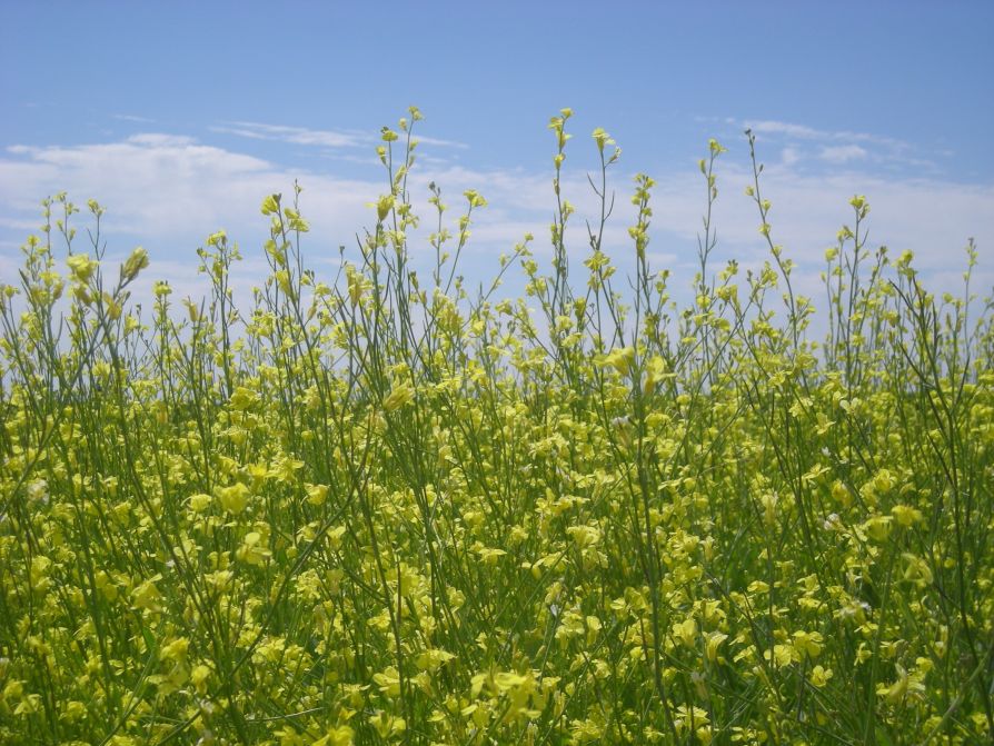 Brassica Carinata горчица абиссинская