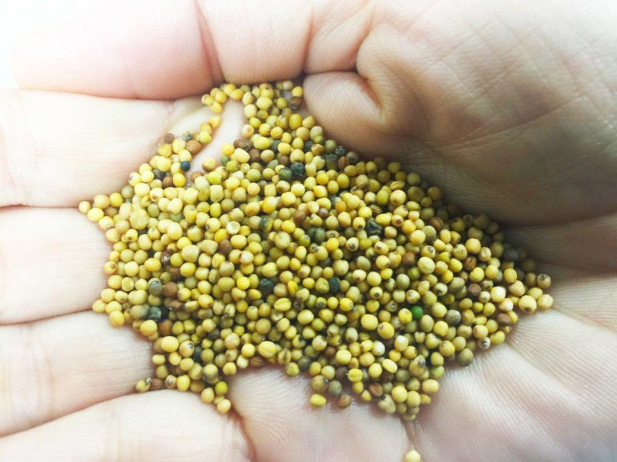 Авиалайнер совершил перелет на биотопливе из зерен горчицы Brassica Carinata 